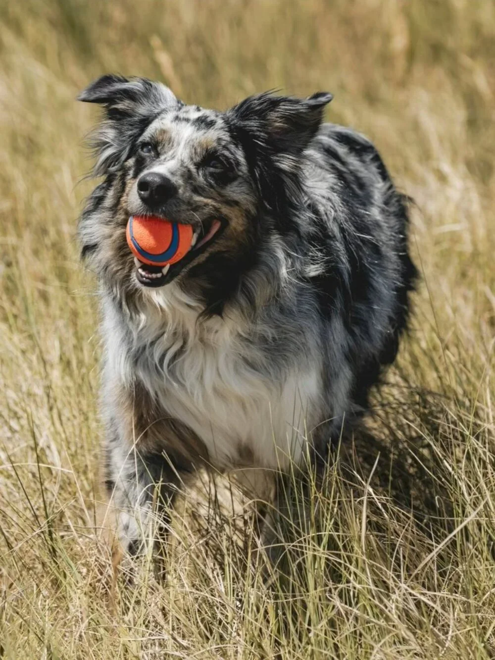 𝗖𝗵𝘂𝗰𝗸𝗶𝘁! 𝗨𝗟𝗧𝗥𝗔 𝗕𝗔𝗟𝗟 Dog Toy Orange/Blue (Size Medium) (2 balls)